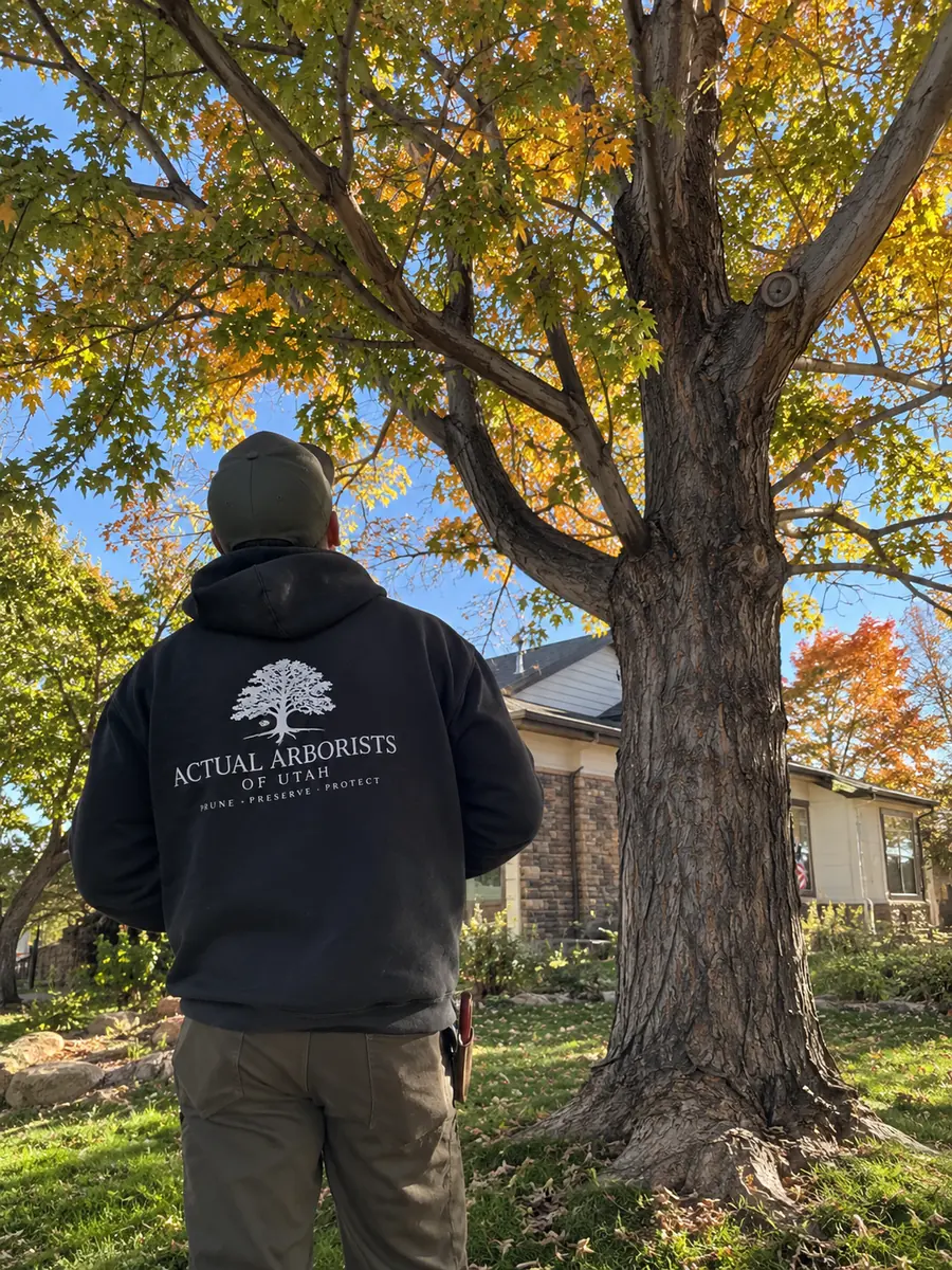 Actual Arborists of Utah arborist looking up at a tree before pruning
