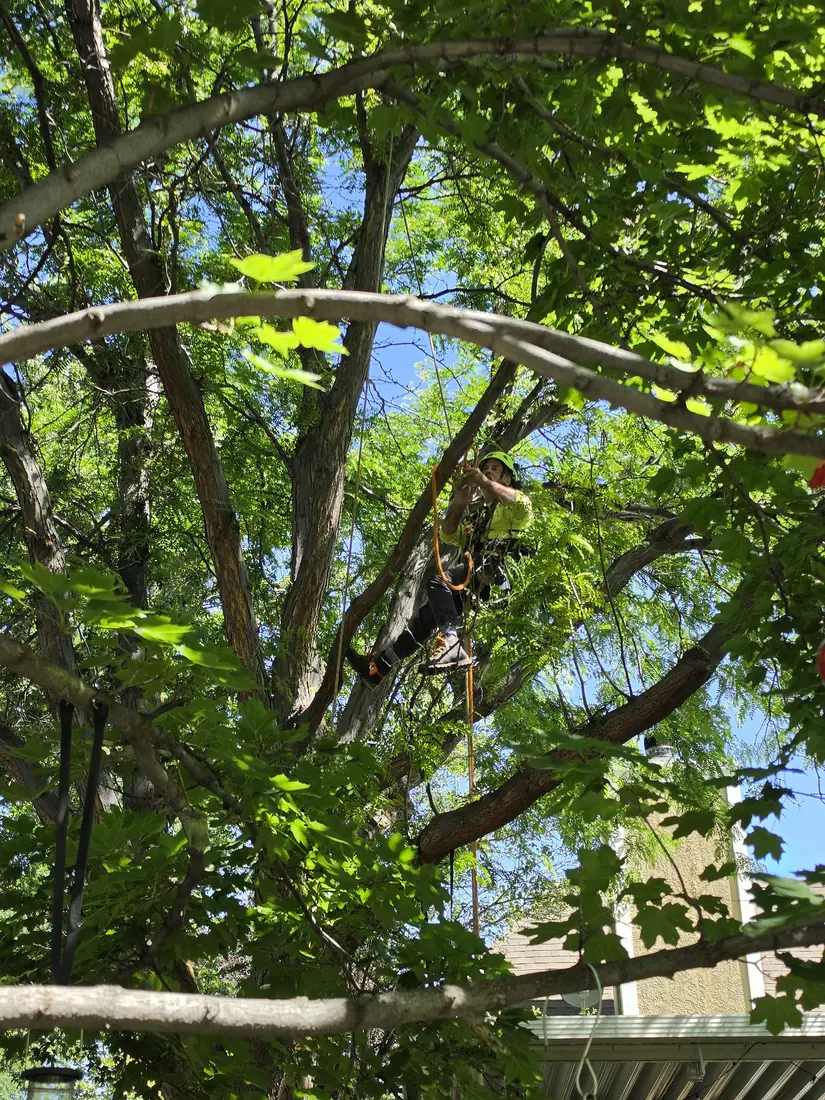 Climbing arborist pruning inside a dense tree canopy in Kearns, Utah