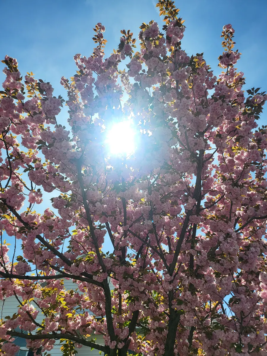 Flowering cherry tree in full pink bloom against a blue sky