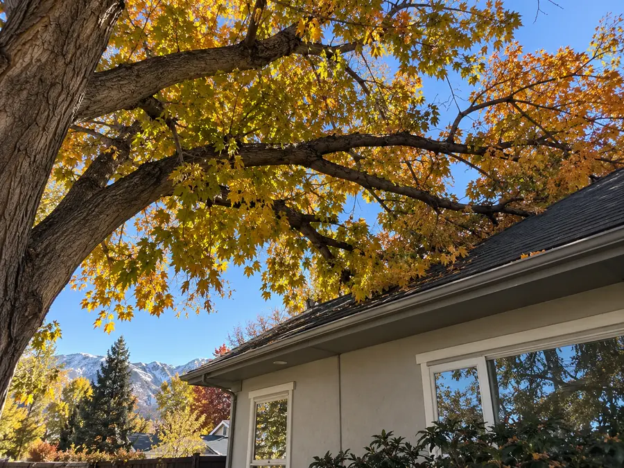 Maple branches spreading over a house roof under blue sky