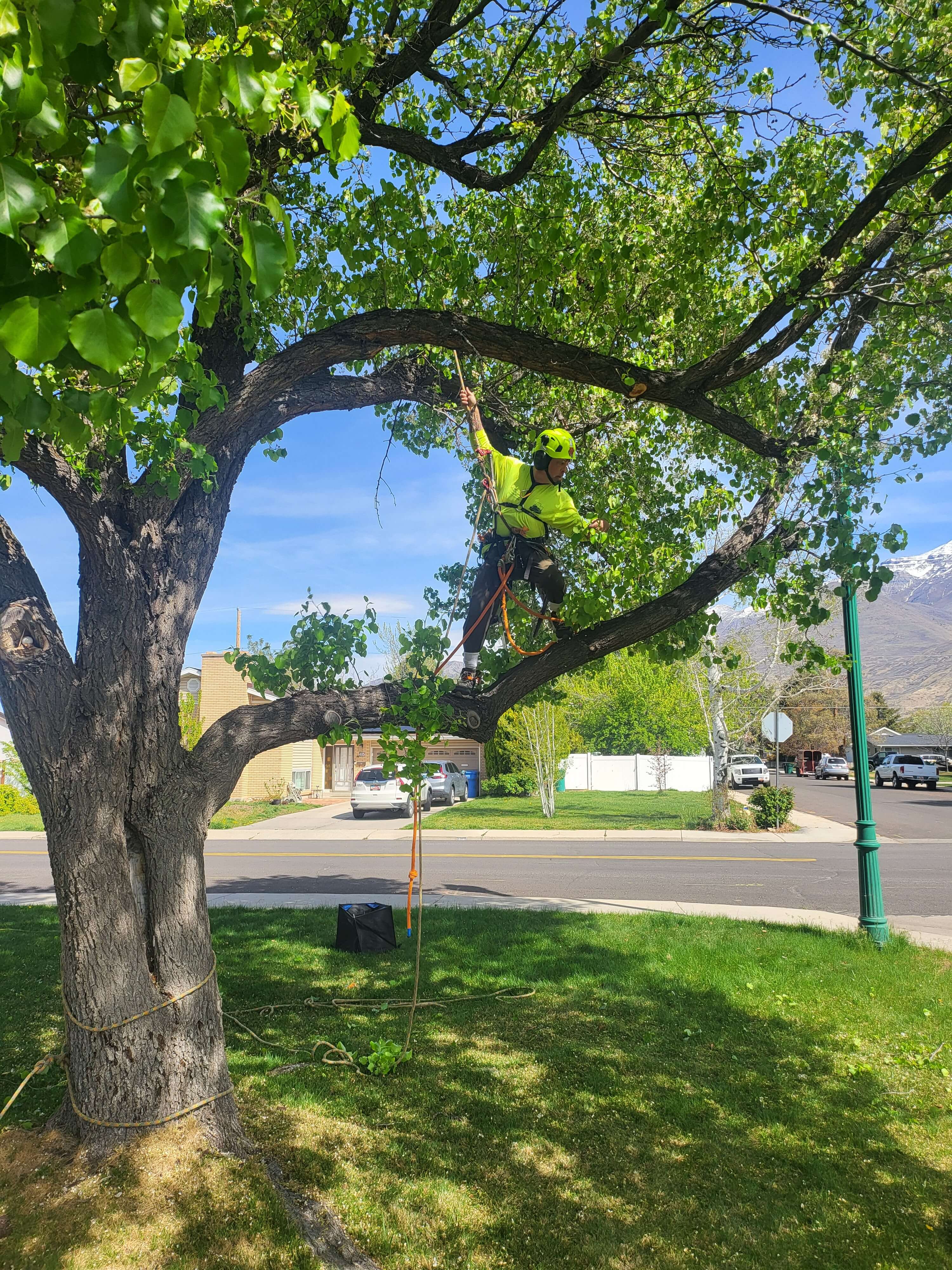 ISA Certified Arborist working in a healthy residential shade tree on a Salt Lake County lawn in summer, with the Wasatch Mountains behind