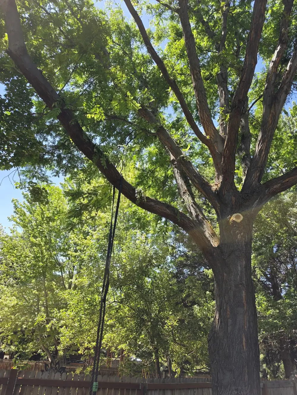 Tree trunk where several large stems split apart, photographed from below in Holladay, Utah