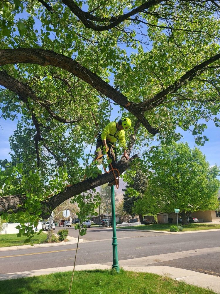 Crown reduction and structural pruning of a mature tree near a Salt Lake County home