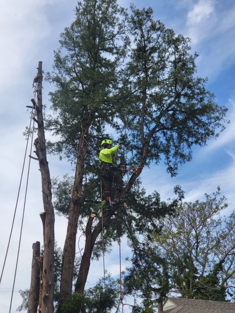 ISA Certified Arborist performing tree work on a property in Salt Lake City, Utah